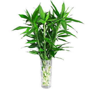 富贵竹大叶富贵带根竹观音竹子水培水养转运绿植物室内盆栽办公室