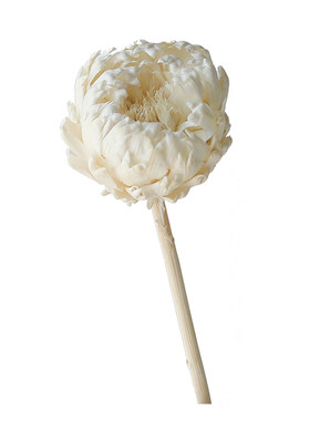 白色进口帝王花永生花真花束干花