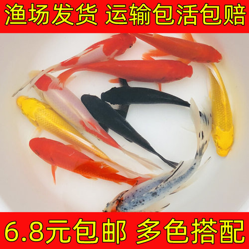 新款锦鲤小型鱼观赏鱼活体冷水鱼好养易活红色锦鲫草金淡水红鲫鱼
