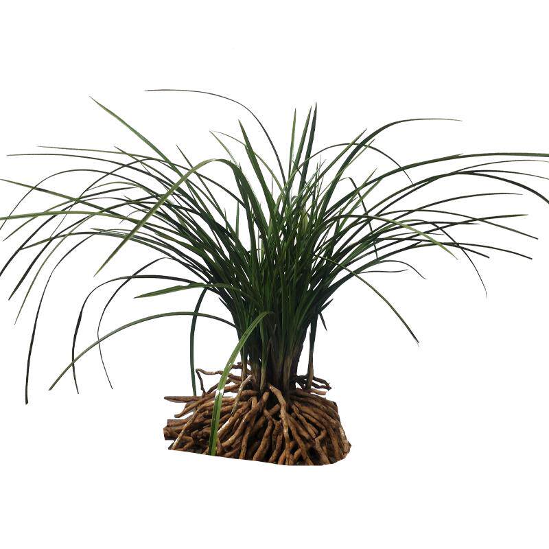 随州兰花苗蕙兰带花苞浓香型兰草九头兰花卉盆栽四季绿植按斤称