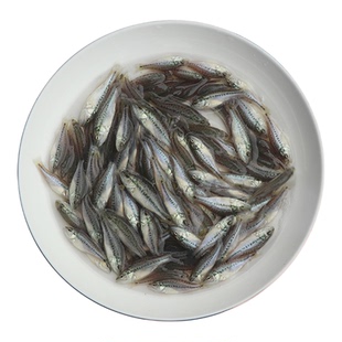 批发鲈鱼苗淡水加州鲈冷水鱼鳜鱼苗养殖桂花鱼鲑鱼苗观赏猛鱼卢鱼