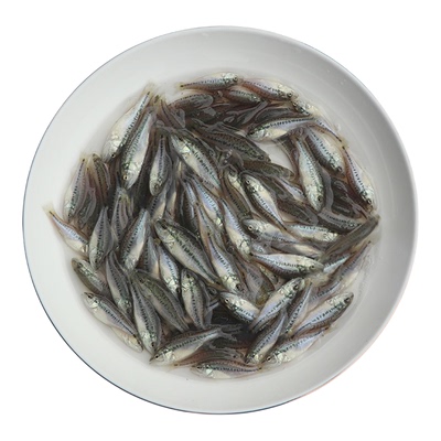 淡水鲈鱼苗加州食用鱼泸鱼苗卢鱼