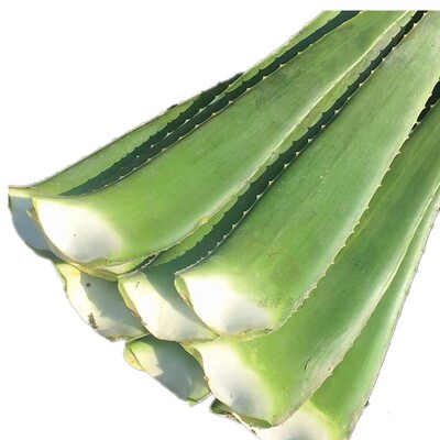 治便秘芦荟库拉索芦荟叶片新鲜大叶子面膜补水可食用