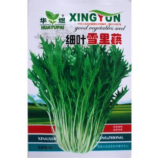 雪里蕻种子小叶雪里红雪菜金丝芥菜咸菜四季青菜蔬菜籽种孑菜籽