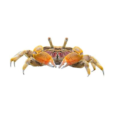 迷你蟹辣椒蟹观赏蟹可与灯科鱼孔雀鱼虾斑马鱼混养吃涡虫除藻活体