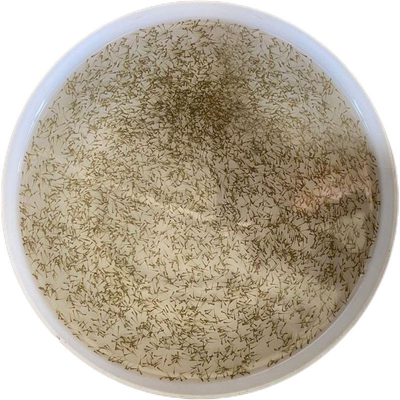 水花鱼苗餐条花鲢青鱼草鱼鲤鱼鳊鱼黄骨鱼军鱼鳜鱼叉尾鱼鲈鱼水花