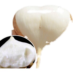 早熟牧马山地瓜种子水果凉薯种籽春秋四季早熟香甜脆土瓜沙葛种孑