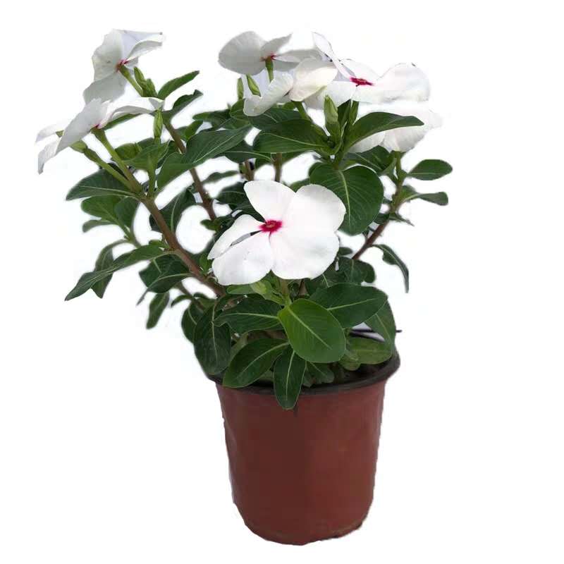 长春花天天开盆栽四季观花五叶梅花苗带花苞发货阳台窗台客厅庭院