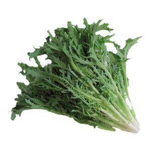 新鲜蔬菜 新鲜苦菊 苦苣叶生菜 苦菊菜 苦叶细叶生菜 500克