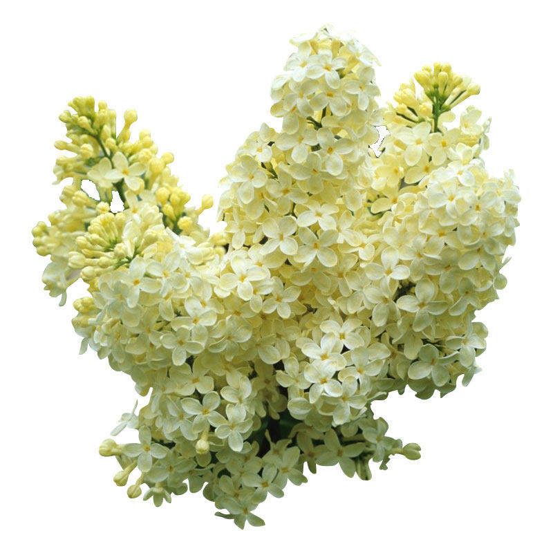 丁香花室外阳台庭院盆栽地栽