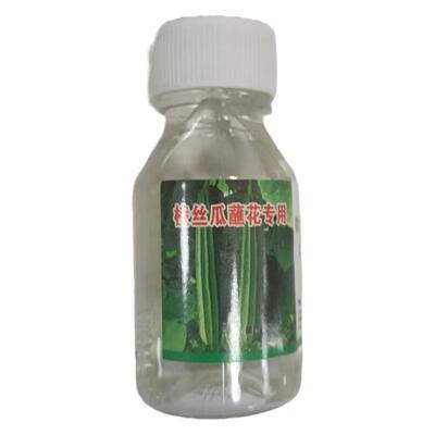 棱形八角丝瓜点花药蘸花授粉药水