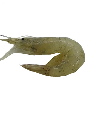 小海虾大连海鲜特产小青虾
