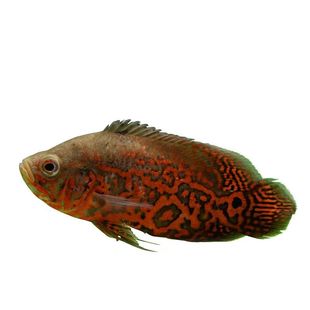 黑白地图鱼猪仔鱼鹦鹉鱼银龙鱼中大型淡水宠物热带观赏鱼活体