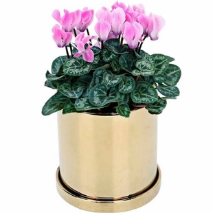 仙客来盆栽花苗兔耳花好养大花阳台室内开花花卉蝶衣花年宵花绿植