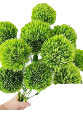 绿毛球鲜花云南鲜花基地顺丰直发