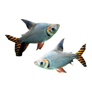 现货大型全直纹飞凤鱼观赏鱼泰国鲫双侧线鱼金凤银凤11纹热带短身