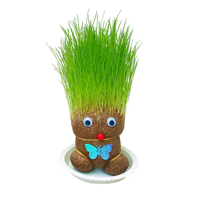 草头娃娃开花可爱长草猫草绿植物小盆栽小草娃娃室内儿童创意水培