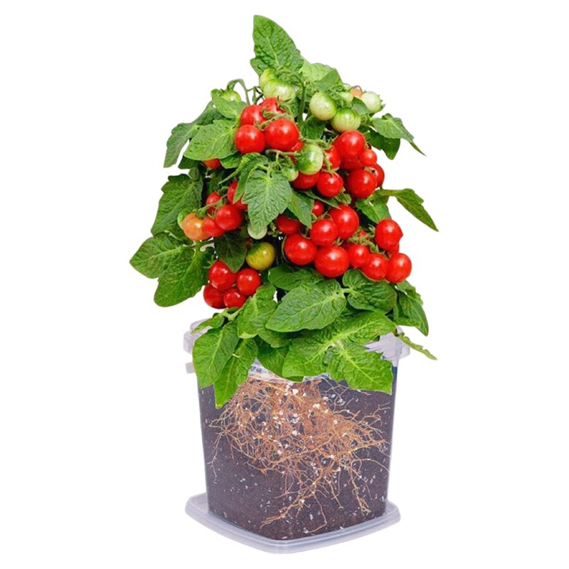 儿童种植小番茄盆栽向日葵种孑四季草莓凤仙花种籽子学生观察植物