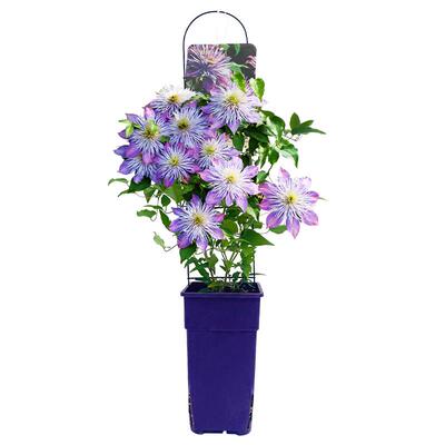 铁线莲花苗重瓣大花攀援爬藤花