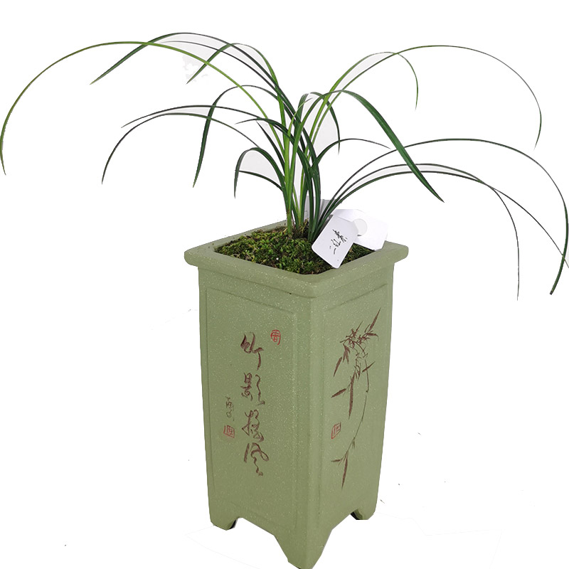 名贵桌面绿植绿植桌面盆栽兰花草