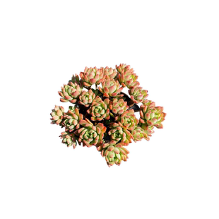 马库斯  整桩群生好养耐寒云南多肉盆栽基地福利九块九包邮