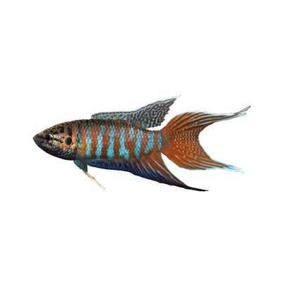 中国金红斗鱼冷水免打氧