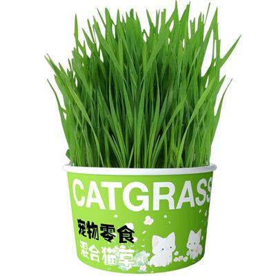猫草盆栽种子无土水培化毛草猫天然小麦盆栽育苗盆栽幼猫零食用品