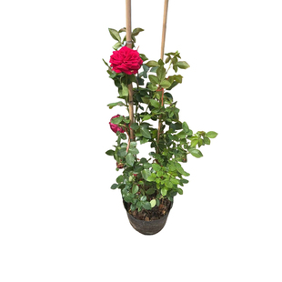 爬藤月季蔷薇花苗浓香四季开大花庭院蔷薇耐寒爬藤植物盆栽花架