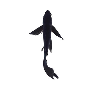 黑金锦鲤鱼苗冷水鱼观赏鱼黑彗星好养耐活淡水鱼养殖食用黑蝴蝶鱼