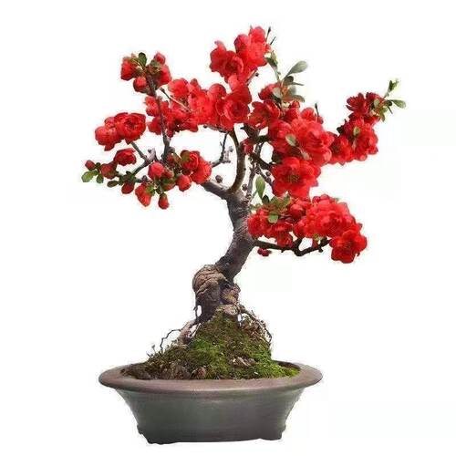 海棠花盆栽老桩长寿冠盆景带花苞重瓣四季开花卉庭院耐寒植物