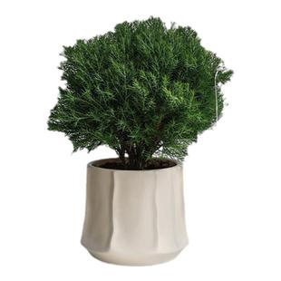 放青松雾凇盆栽客厅办公室内工位绿植净化空气创意盆景好养活摆件