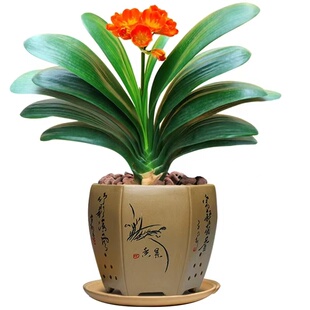 君子兰盆栽带花苞名贵兰花苗客厅精品国宝级高端花卉绿植物好养活