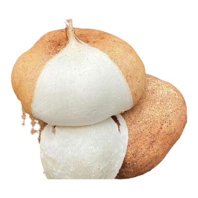 凉薯种籽牧马山地瓜高产水果土瓜