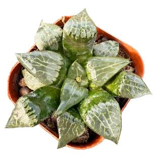 冰河克里克特寿玉露多肉百合科多肉植物透窗好养桌面小盆栽花卉