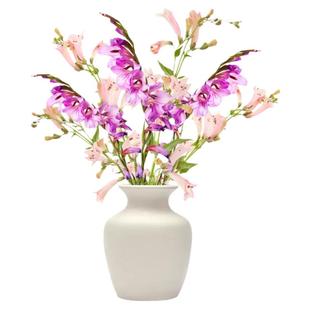 钓钟柳种子适合冬天种的花籽室外庭院象牙红沙参杨柳盆栽花卉种孑