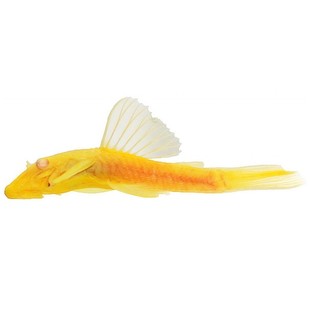 大帆珍珠霓虹燕子橘色燕子阿鲁大帆珍珠燕甜心灯鱼热带观赏鱼