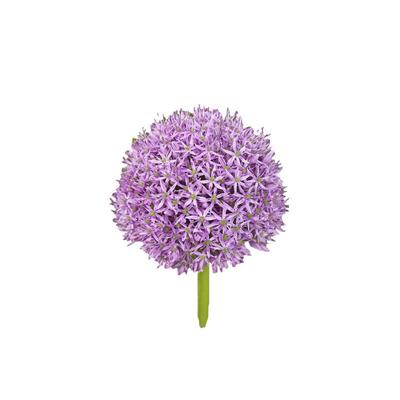 大花葱种球现货自然多年生