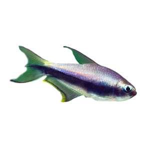 蓝国王灯帝王灯鱼热带观赏鱼活体草缸群游鱼蓝帝灯淡水鱼黑帝王灯