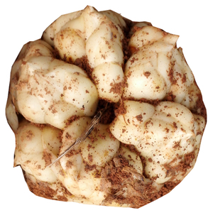 2025年现挖新鲜宜兴大百合3斤5斤礼盒装食用主可制干顺丰包邮百合