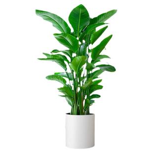 天堂鸟绿植室内大型盆栽客厅办公室落地大棵鹤望兰植物去甲醛新房