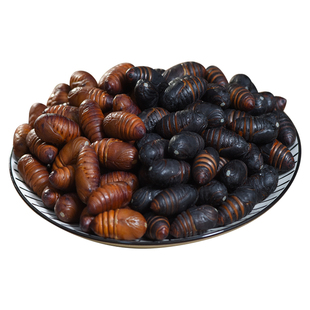 东北特产柞蚕蛹新鲜鲜活黑蚕蛹美味大蝉蛹茧蛹子非即食2斤包邮