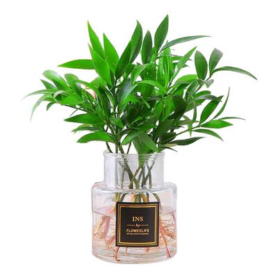 竹柏驱蚊水培植物室内客厅