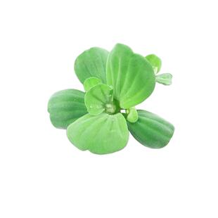 浮萍水草古法养龟鱼水芙蓉躲避净化水质水葫芦龟缸造景植物套餐