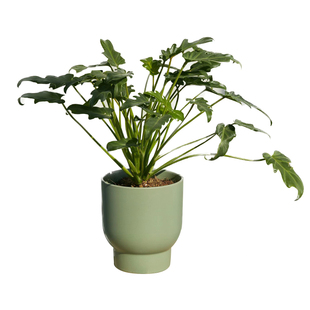 小天使仙羽蔓绿绒植物好养盆栽室内客厅阳台绿植 耐阴四季常绿