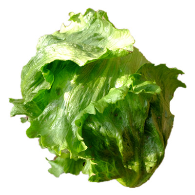 北京平谷新鲜蔬菜球生菜