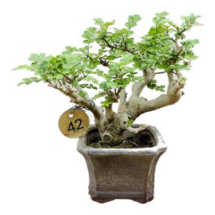 张氏微景园对节白蜡矮霸熟桩掌中宝微盆景绿植物素材一物一拍盆栽