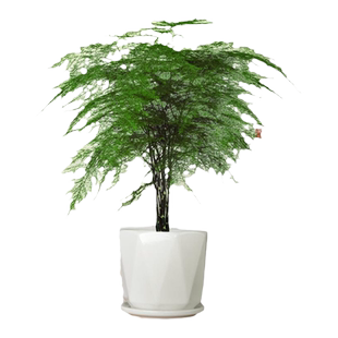 大文竹盆栽室内客厅办公室造景花盆景老桩大苗好养活绿植四季常青