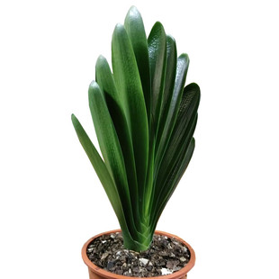 长春精品国兰立板君子兰宽叶短叶麻脸油匠胜利技师 小苗绿植盆栽