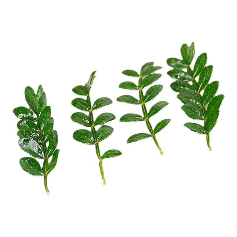 新鲜清香木摆盘装饰花草点缀叶子