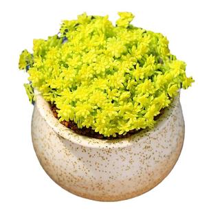 黄金万年草花铺面草黄金草多肉用作护盆草点缀花盆植物阳台好养活